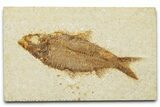 Detailed Fossil Fish (Knightia) - Wyoming #340767-1